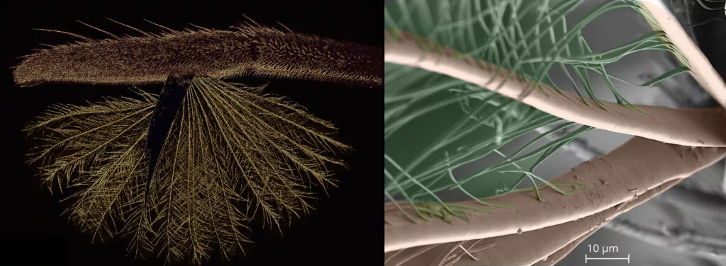 At left is a photo of the fan and claw at the end of Rhagovelia’s two oaring legs – at right, a colorized scanning electron microscope image of the fan shows the flat, ribbon-like microstructure of the barbs and the smaller barbules (green) that comprise the fan