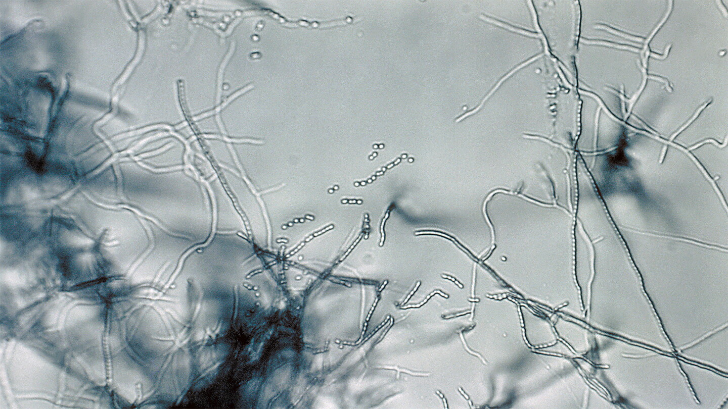Streptomyces is the largest genus of actinobacteria