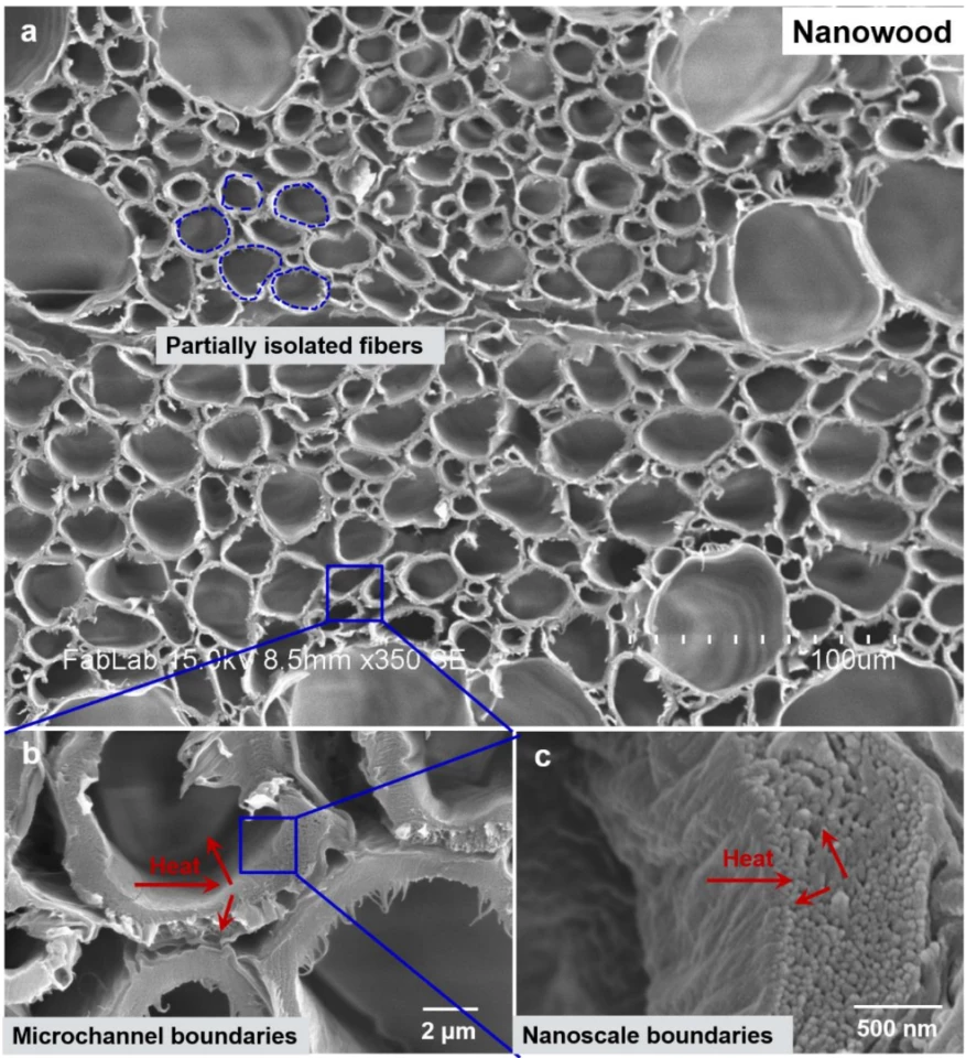 Nanowood's structure - heat can move easily through these tunnel tubes, but not across them, resulting in strong anisotropic properties