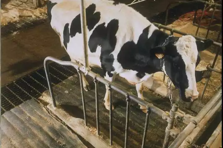 A Cozy Cow mattress being used by a satisfied customer