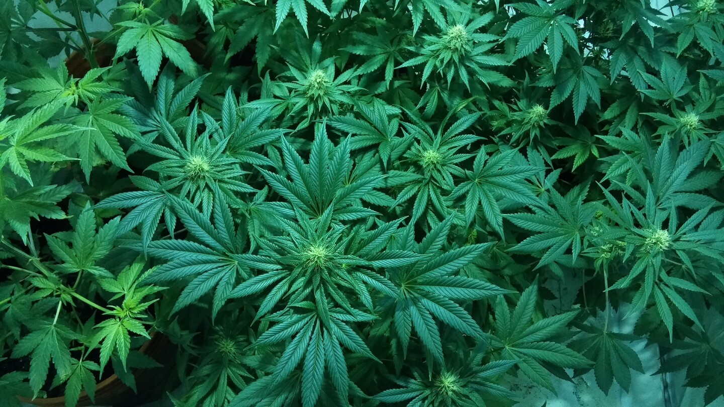 What are the long term public health consequences of marijuana legalization?