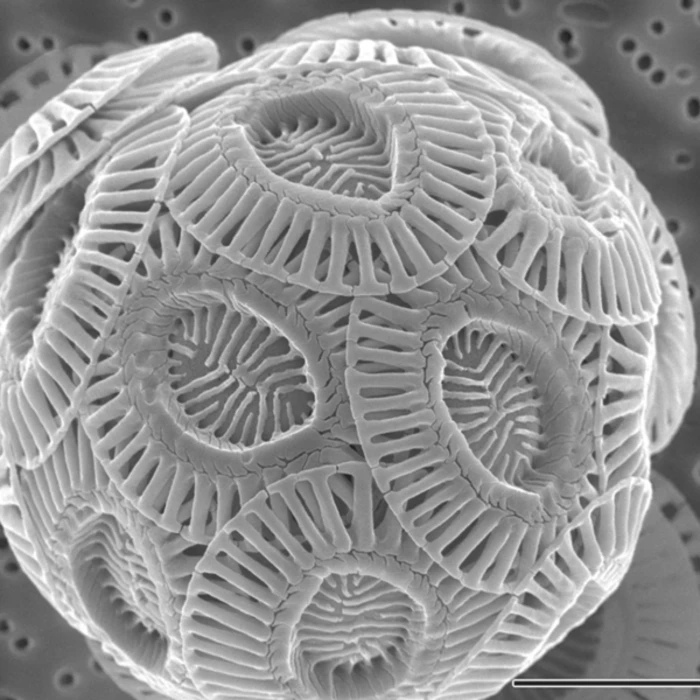 A scanning electron micrograph of a coccolithophore cell