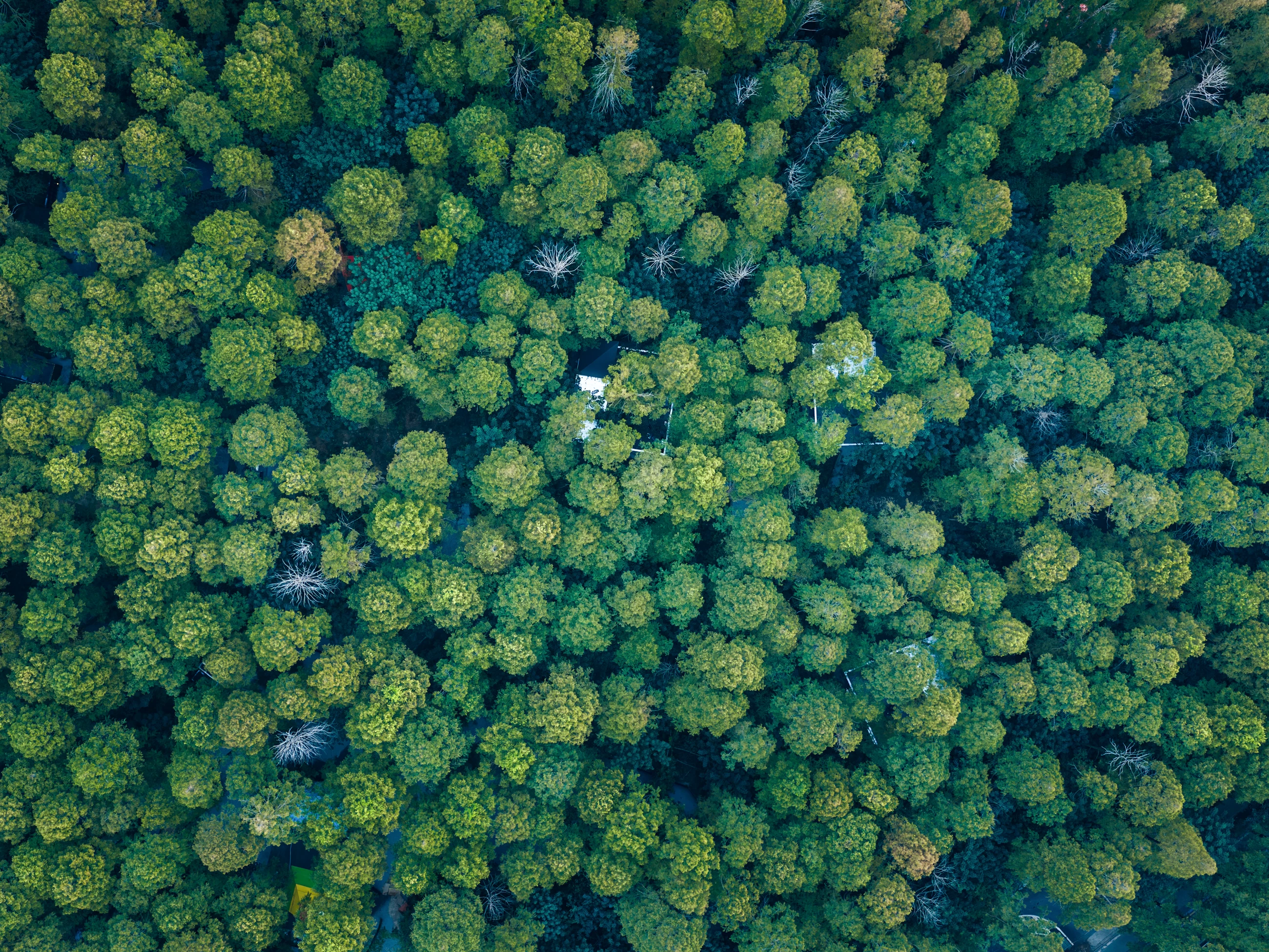 Guests can enjoy a peaceful escape among the tall metasequoia trees