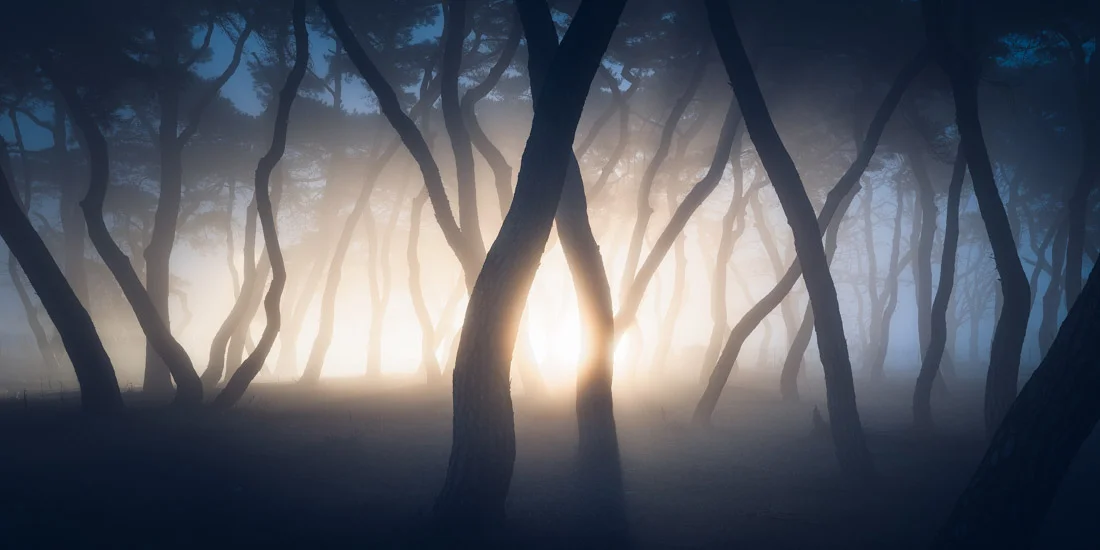 The Curator's Award is decided by festival founder David Evans and this year went to Nate Merz for his image of pine groves in South Korea