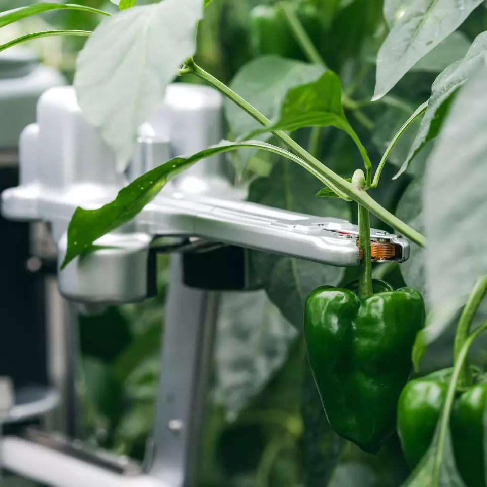 The L robot's unique picking tool