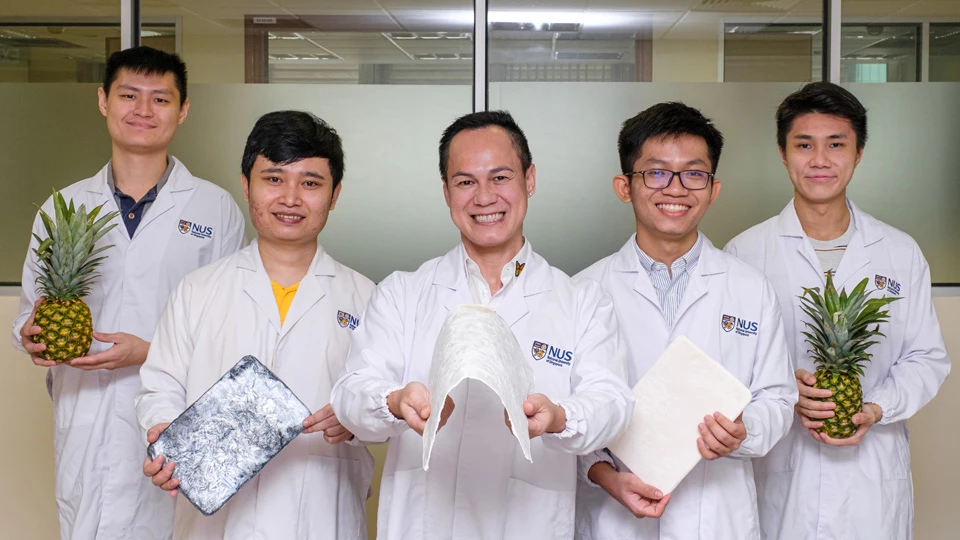 A research team at the National University of Singapore with a new aerogel made from upcycled pineapple leaves