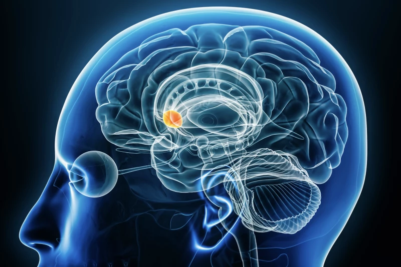 New Brain Research Shows Dopamine Operates In a Completely Unexpected Way Instead of flooding the brain as once thought, dopamine is released in precise, ultra-rapid bursts that target specific neurons. This breakthrough overturns a century-old understanding of dopamine and could revolutionize treatments for conditions like ADHD and Parkinson’s disease.