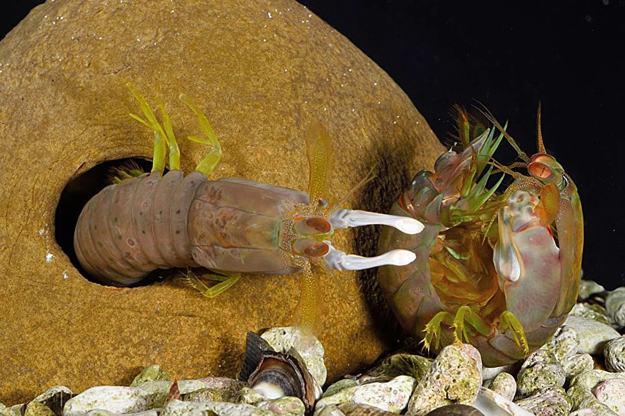Mantis shrimp strike with such power they vaporize the water in front of their club – but a defender has its own special skills