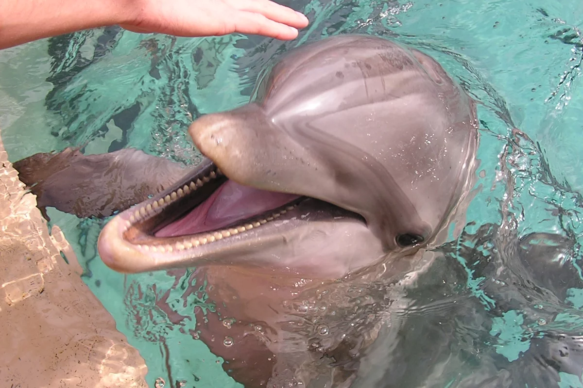 Scientists are working on an underwater device that could facilitate two-way human-dolphin communications (Photo: szlea via Flickr)