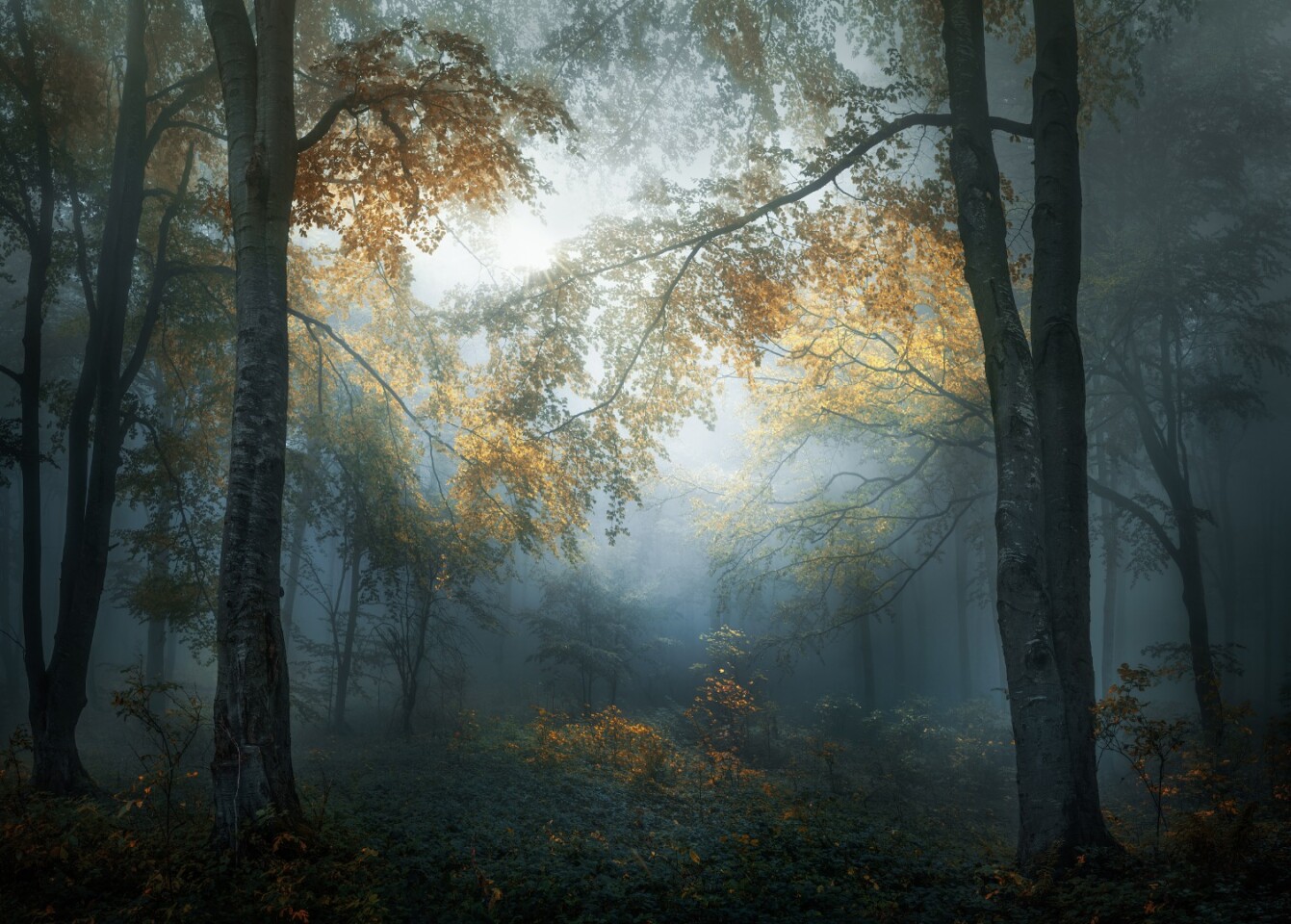 "Early Autumn" in Central Balkan, Bulgaria. Winner of Open Photographer of the Year, Open, Landscape & Nature, 2018 Sony World Photography Awards
