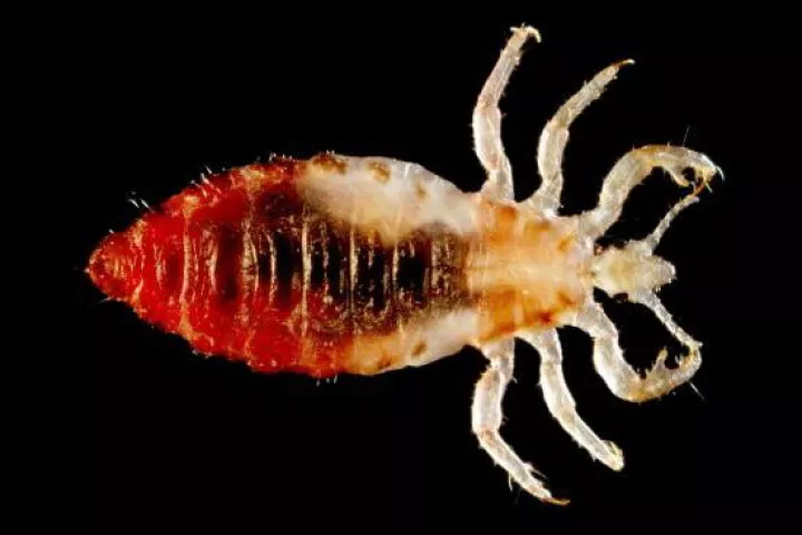 An uncomfortably-large image of a body louse (Photo: Frank Collins, Ph.D)