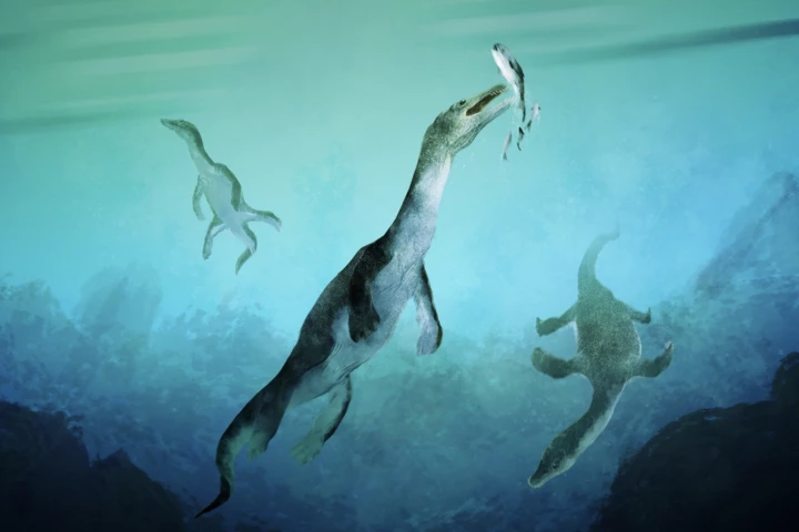 Reconstruction of the nothosaur, which lived in southern oceans 246 million years ago