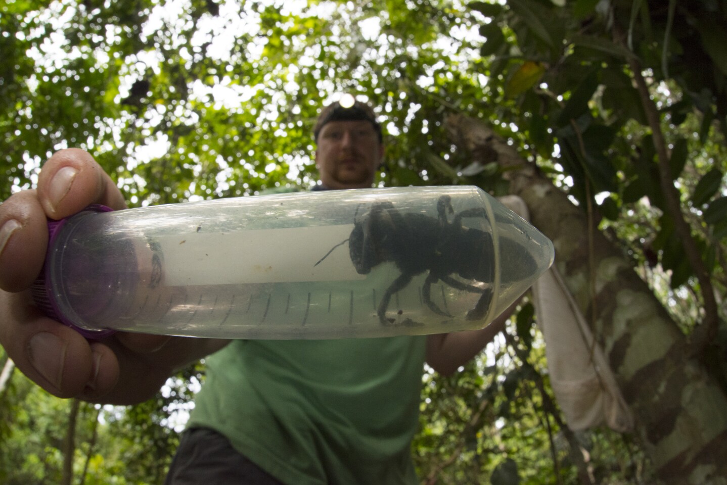 Entomologist Eli Wyman holds a specimen of the rediscovered Wallace's giant bee