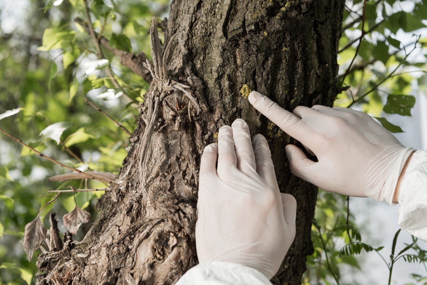 Scientists have used cellulose nanofibrils found in wood as the basis for a new battery electrolyte