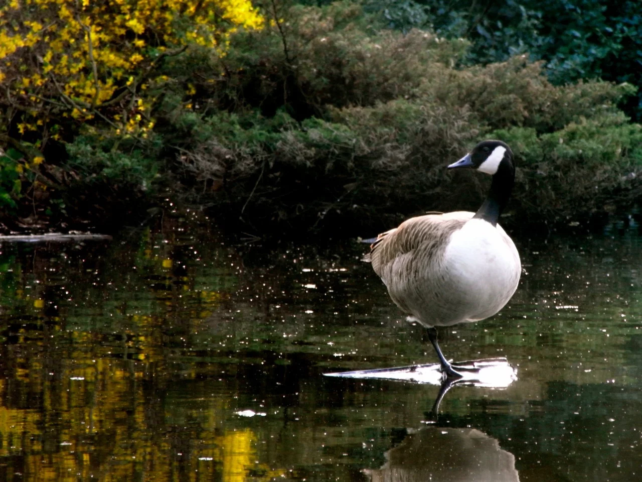 Fifteen minutes later: one goose (Photo: Gizmag)