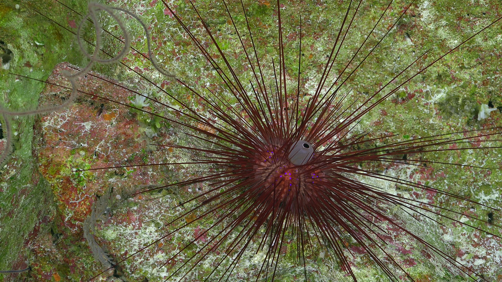 A Diadema sea urchin on the northern flank of the uninhabited island, Motu Motiro Hiva, which is surrounded by the southwesternmost shallow coral reefs of the Polynesian Triangle
