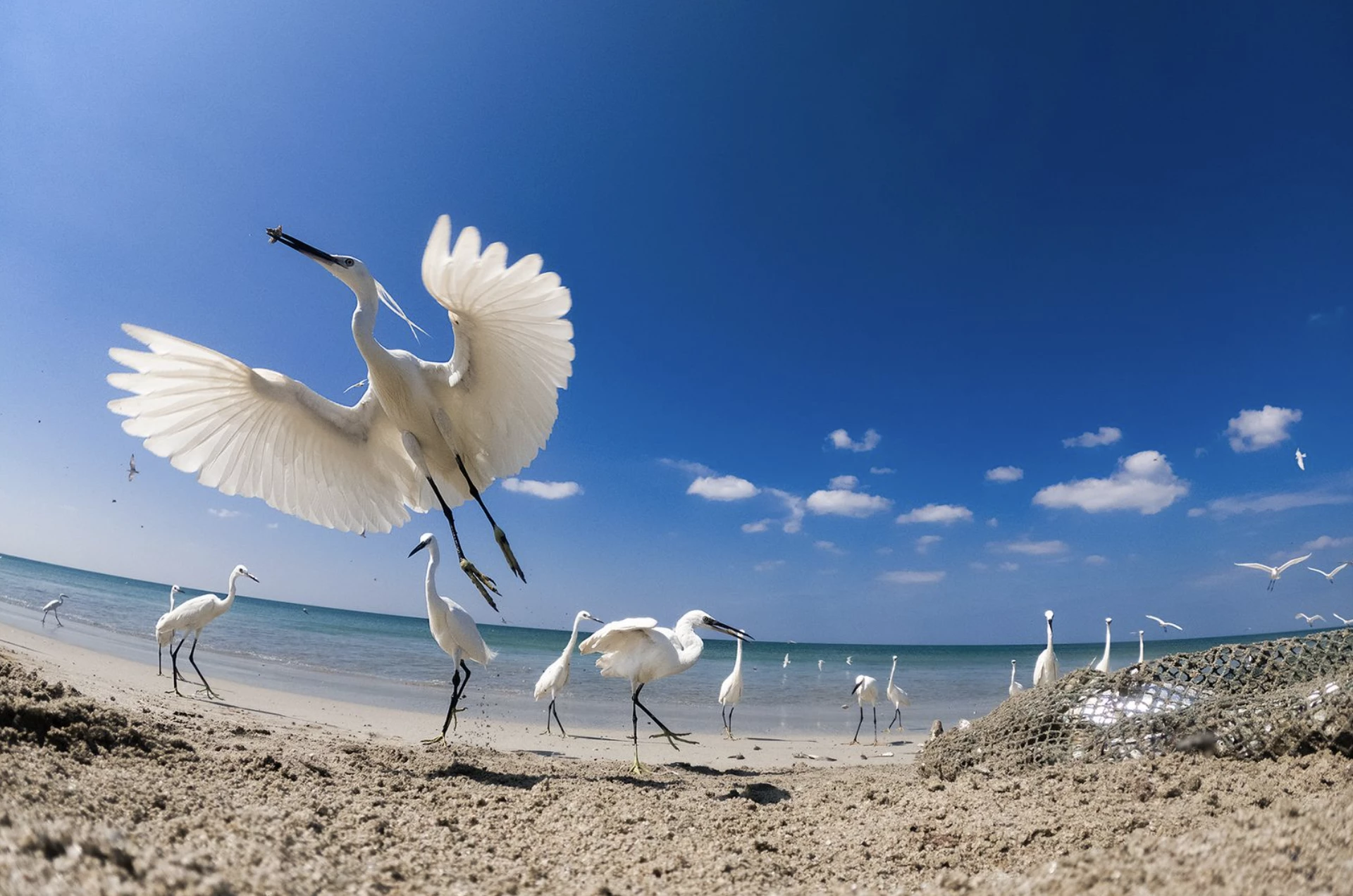 'To Theft of Fish', Kaveesha Madhubhashana, Philippines (Mangroves & Wildlife Highly Commended)