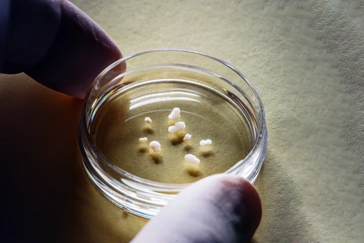 Tiny assembloids made from clumped-together organoids