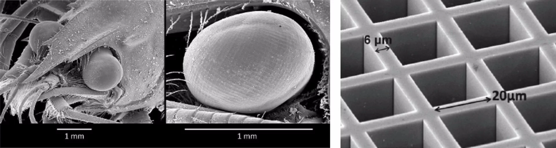 The images on the left and center show close-up views of a crustacean’s eyes; the image on the right shows a manmade microchannel plate