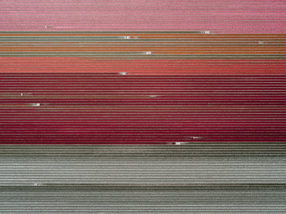The Tulip Series: Every year Dutch farmers grow two billion tulips. They all bloom for a few weeks in April and May and nearly 1,000 different colors and cultivars are bred