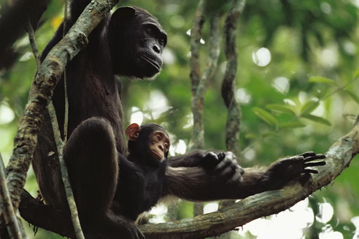 For the first time, researchers have captured video of chimpanzees actively teaching their young how to use tools