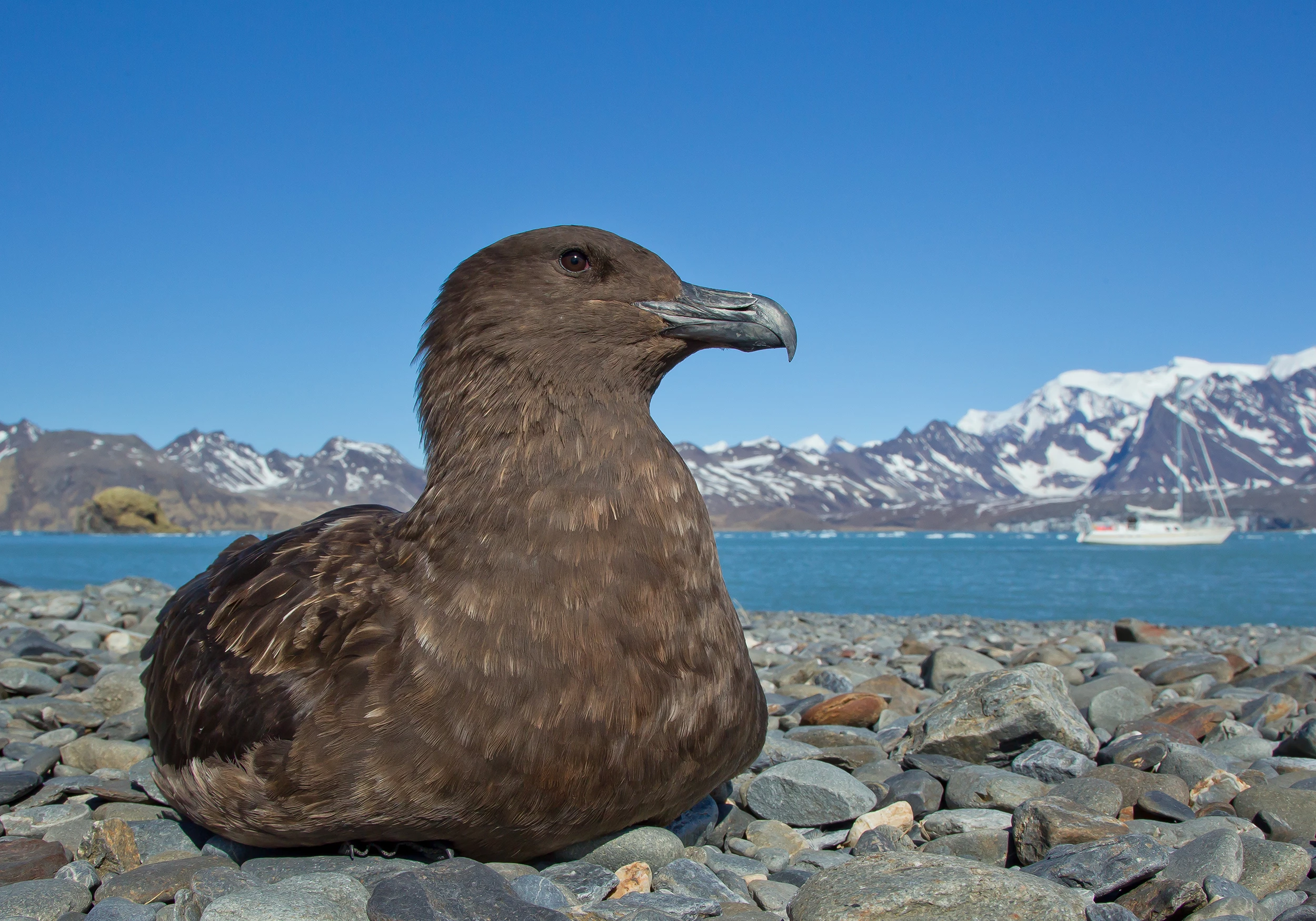 The migratory brown skua most likely contracted H5N1 while in South America, possibly Argentina