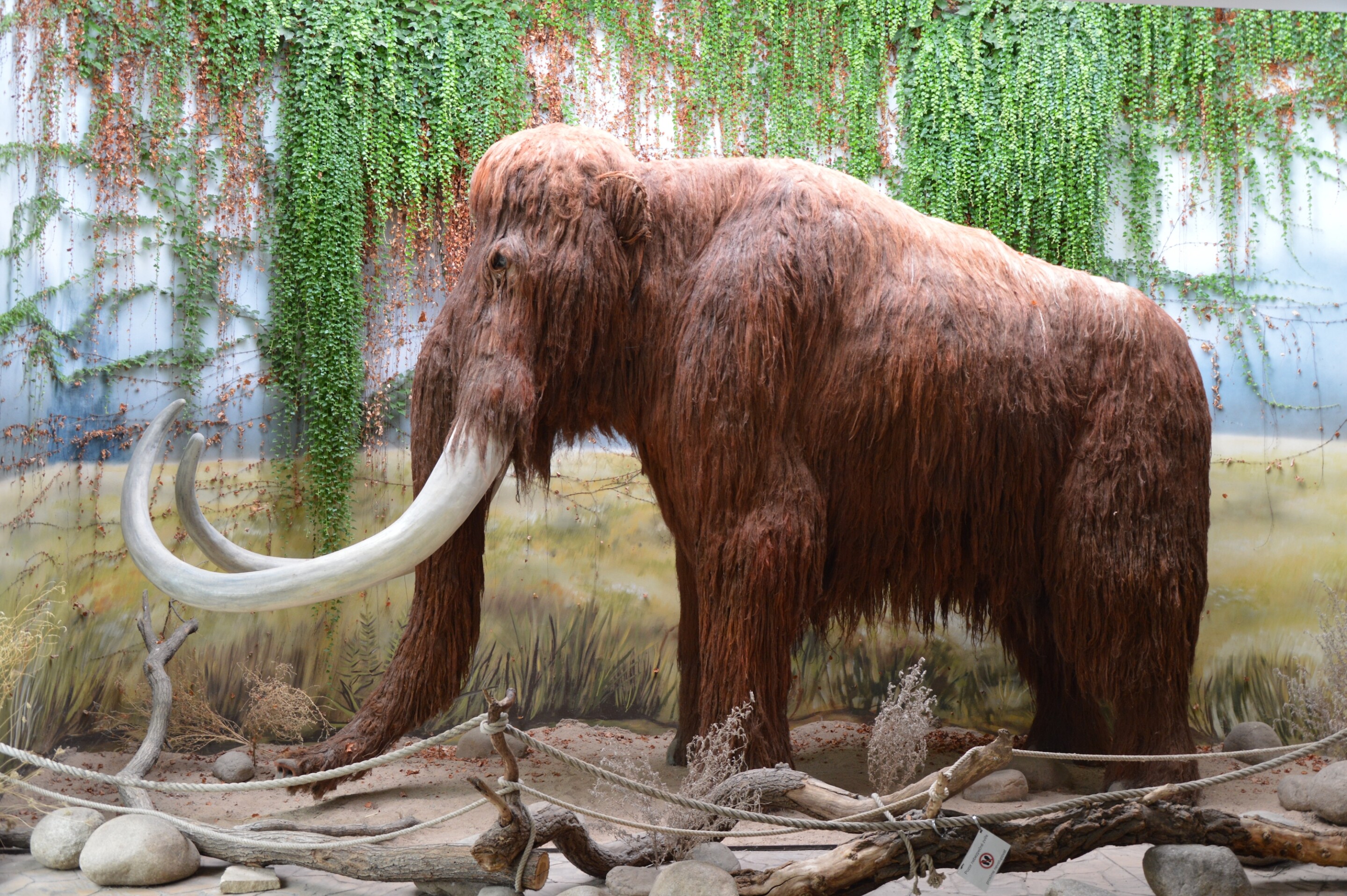 Life story of one mammoth traced from birth to death week by week