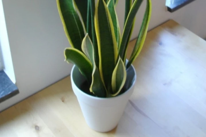 A Snake Plant – found to emit 12 volatile organic compounds into the atmosphere (Photo: Martin Olsson)