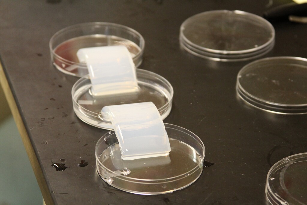 For the first time, bioengineers have created a stem cell growth culture that provides the chemical, electrical and mechanical cues found in nature