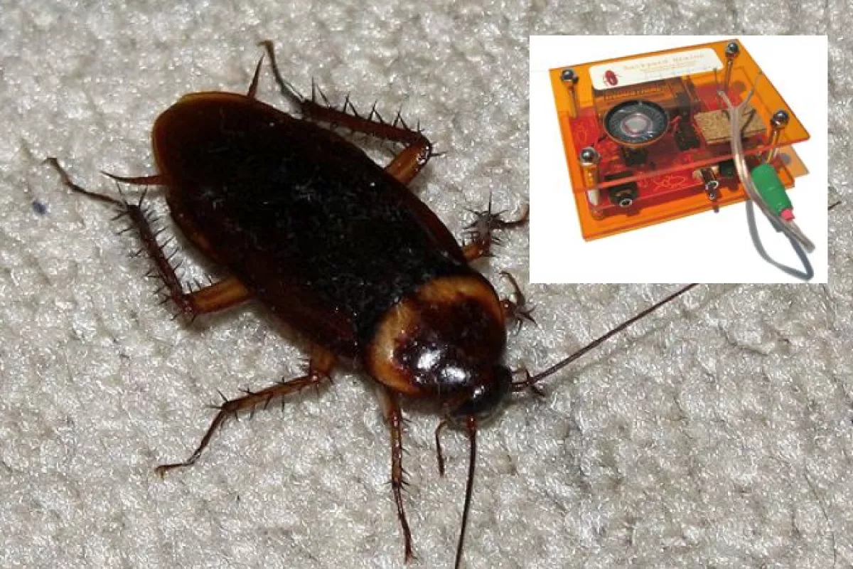 The SpikerBox is a scientific educational device, that lets you listen to the neural activity of bugs