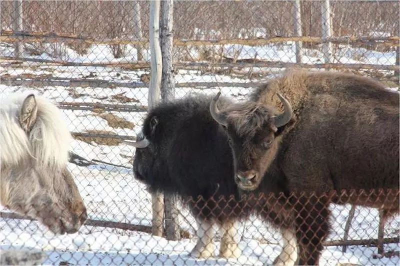 Musk oxen and Yakutian horses at Pleistocene Park