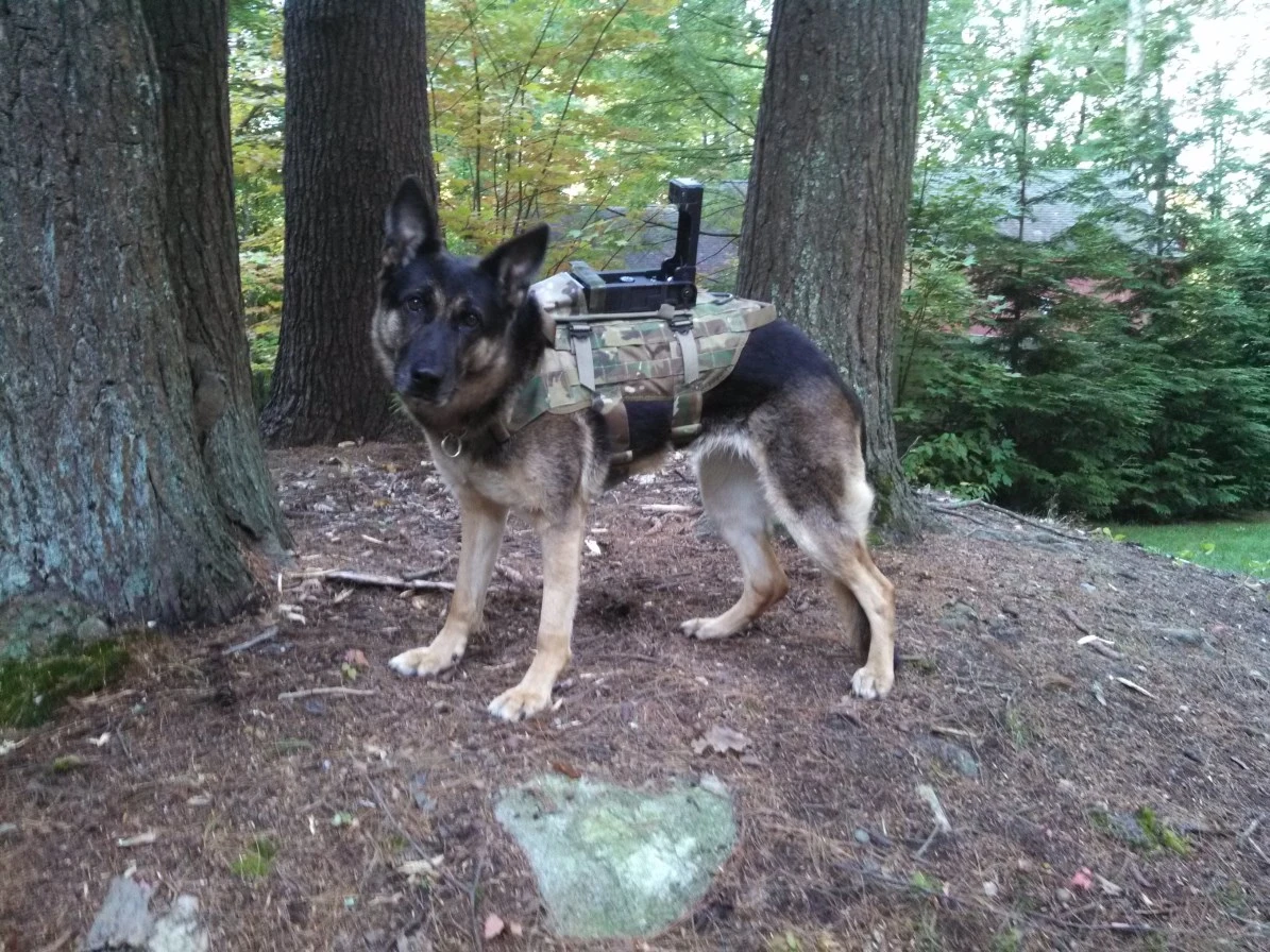 The Cerberus system allows a handler to maintain video contact with a dog
