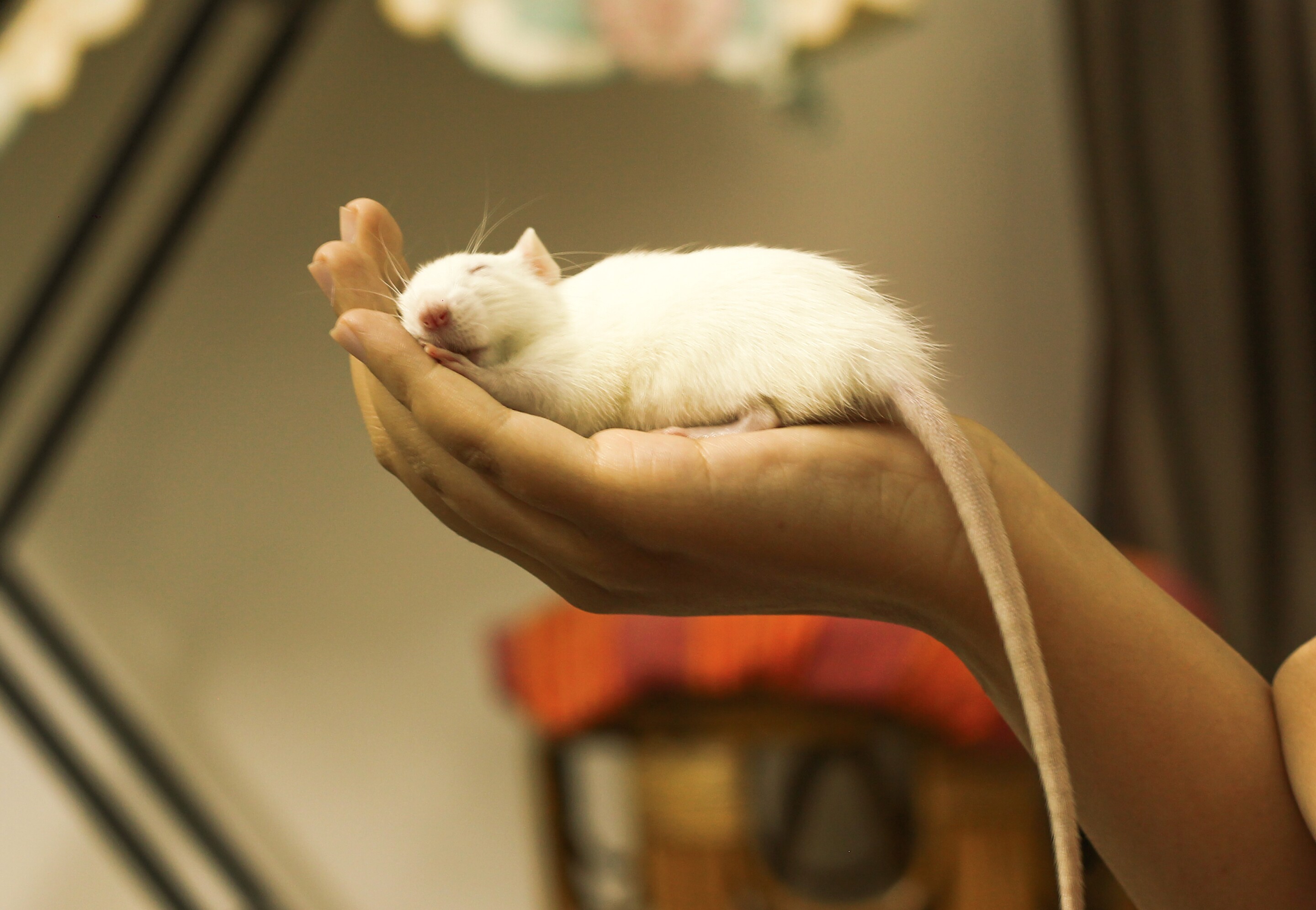 Scientists induce "suspended animation" state in mice and rats