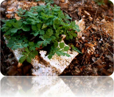 EcoCrade can be used as mulch for your garden, where it will improve moisture retention and add nutrients