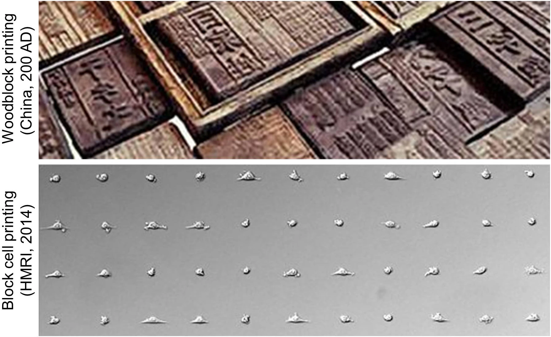 A new cell-printing technique similar to the ancient art of block printing could see the cell stamps produced for around $1