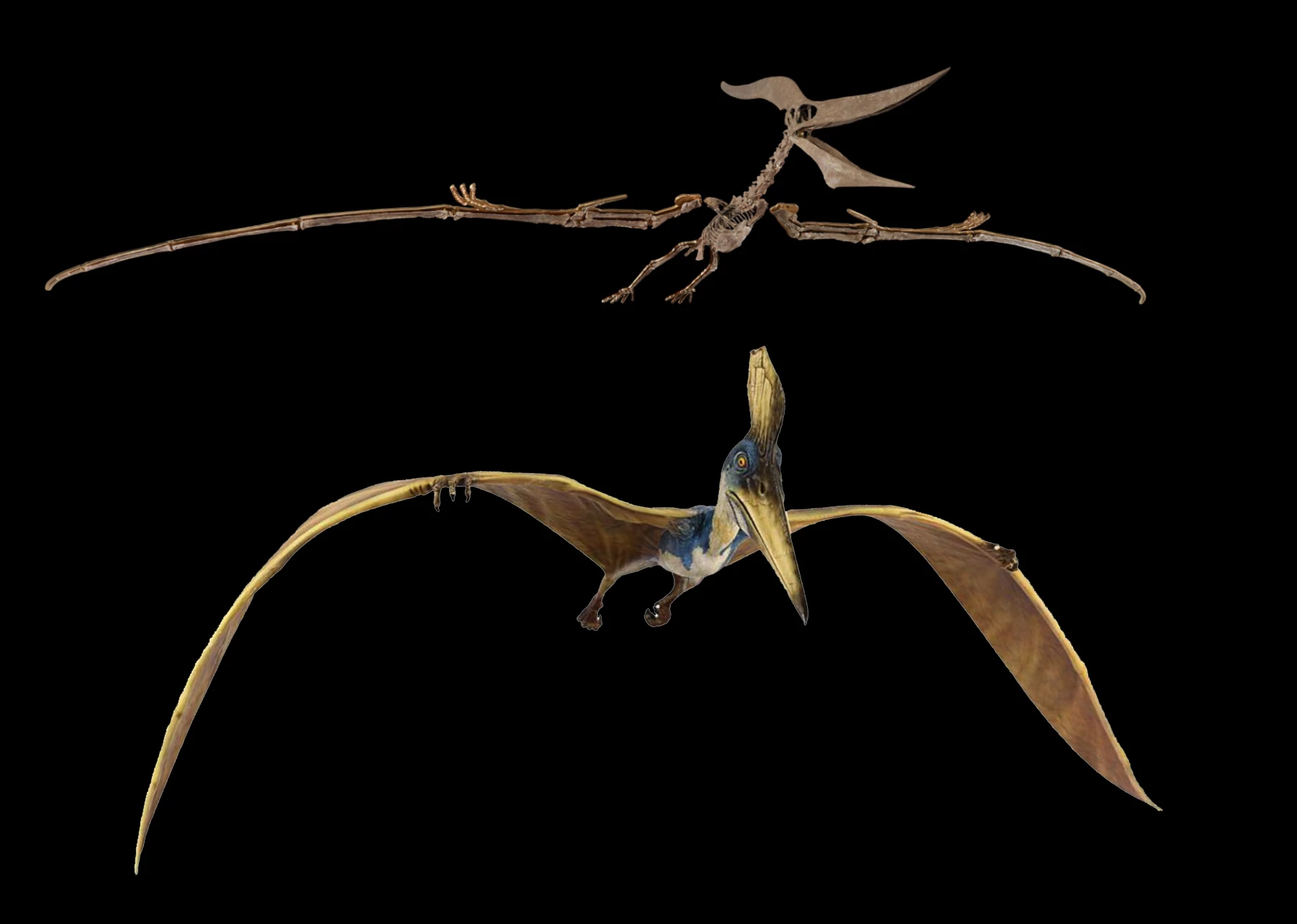 That's Horus the Pteranodon at top and a Stan Winston pteranodon maquette that was used in Steven Spielberg's action-adventure sequel movie "The Lost World: Jurassic Park." The maquette was created by Stan Winston Studio and scanned by George Lucas' Industrial Light & Magic for digital manipulation and use in the movie.