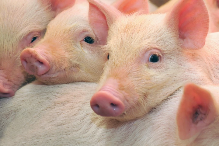 Researchers have used CRISPR to correct muscular dystrophy in pigs