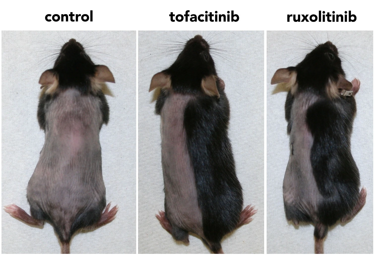 Within three weeks, mice treated with the enzyme inhibitors had regrown nearly all their hair (the drugs were applied to only the right side of the mice)