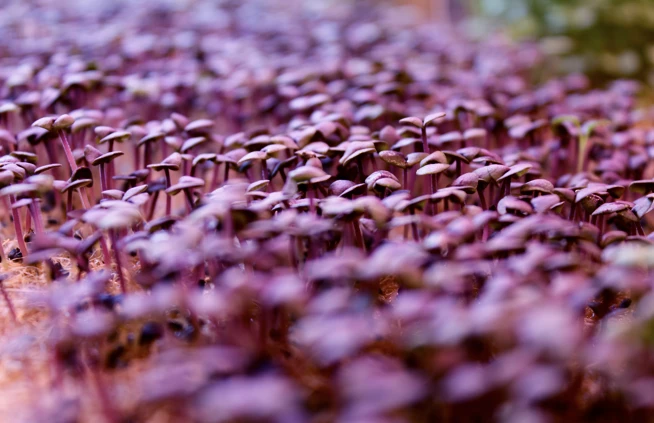 According to infarm, microgreens are gaining popularity because of their nutritional value and flavor (Photo Merav Maroody)