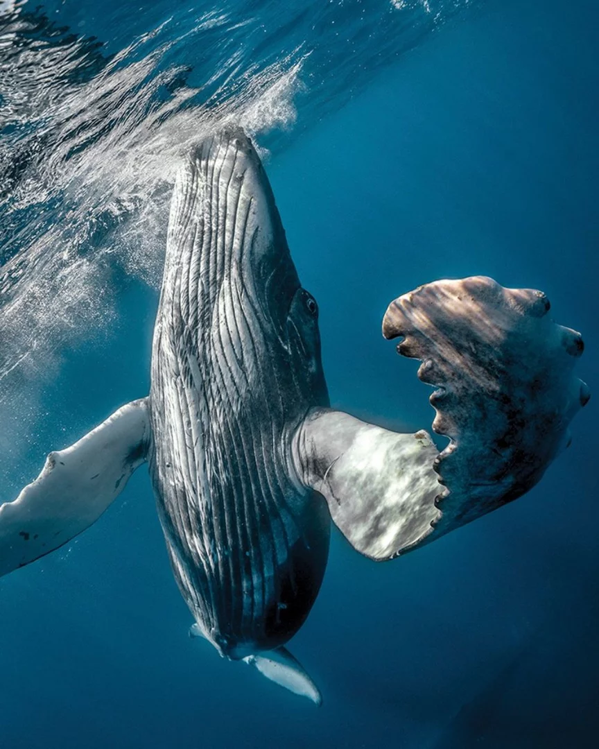 Honorable mention. A humpback whale calf.