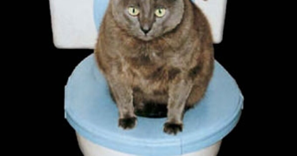 Toilet training for cats