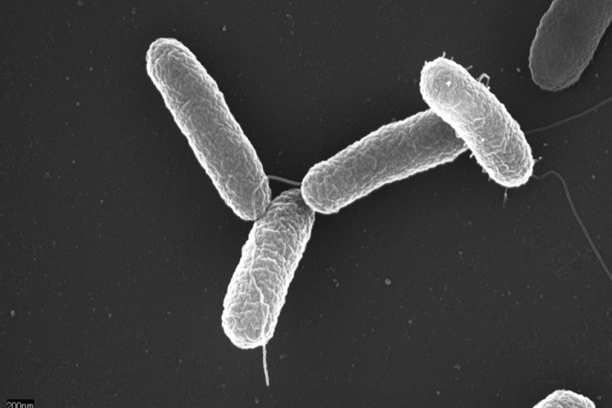 Salmonella Bacteria Used To Stop Viruses