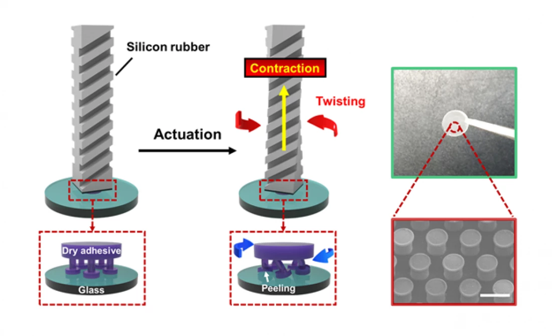 A diagram showing how the gecko-inspired gripper detaches from surfaces without damaging them