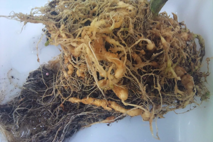 The swollen tell-tale signs of a tomato plant infected with the Southern root-knot nematode, an asexual parasitic worm that is the bane of farmers