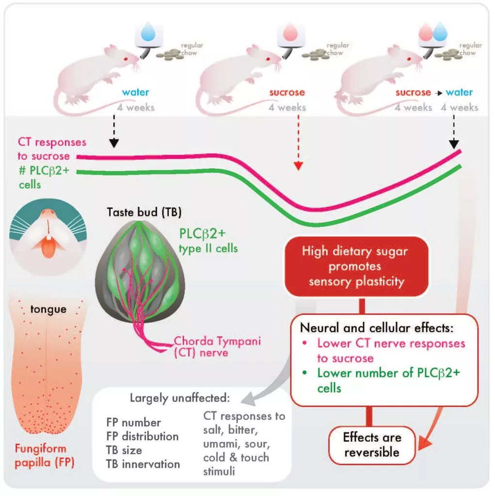 A diagram illustrating the findings of the new study