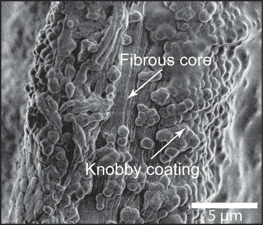Microscopic image of a mussel's byssal cuticle (Image courtesy Susann Weichold)