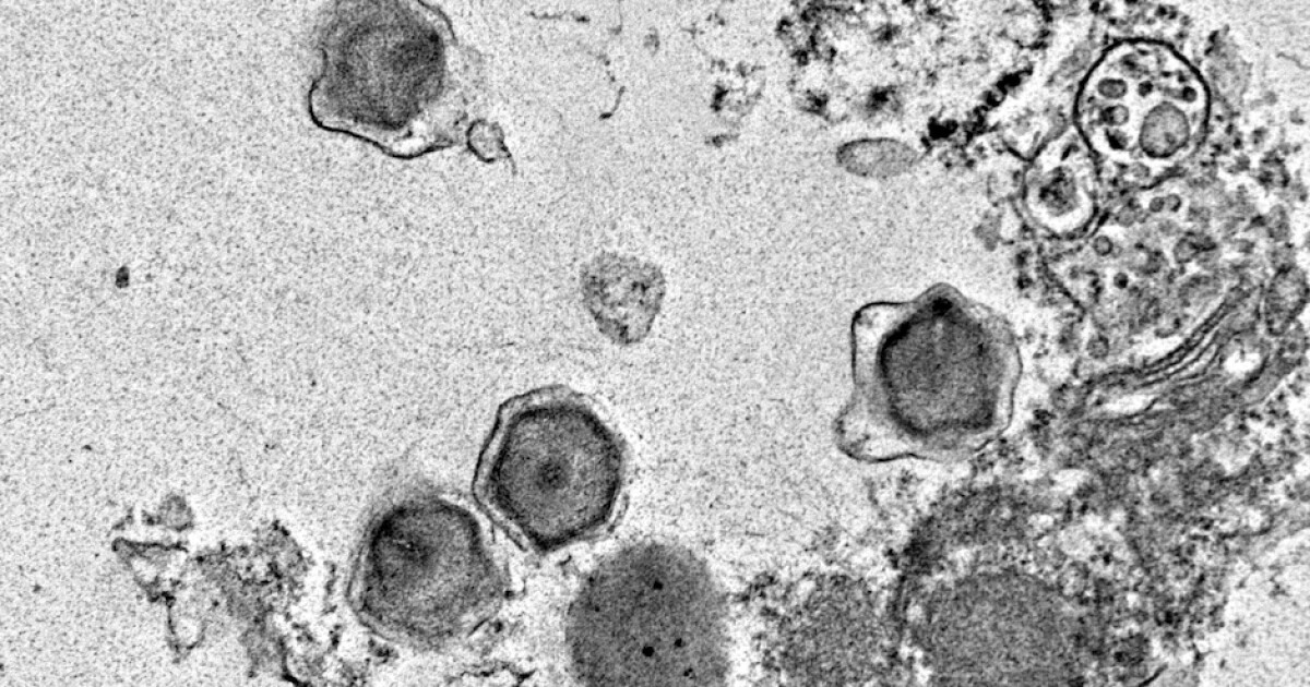 New giant viruses reshape marine ecosystems and carbon flow New giant viruses reshape marine ecosystems and carbon flow