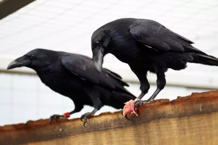 Ravens have an ability to plan for their future, new research shows