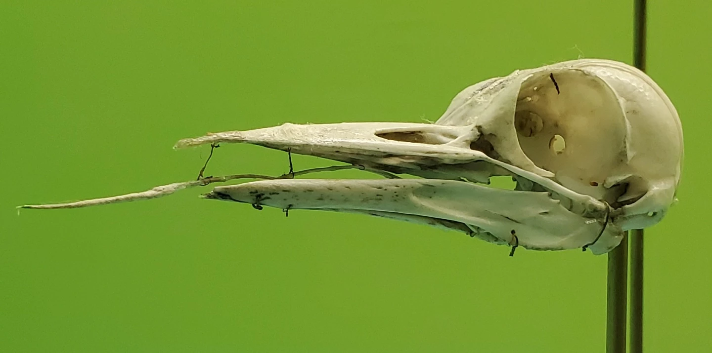 A woodpecker skull, with the hyoid bone visible protruding from the beak and wrapping up around the back of the skull