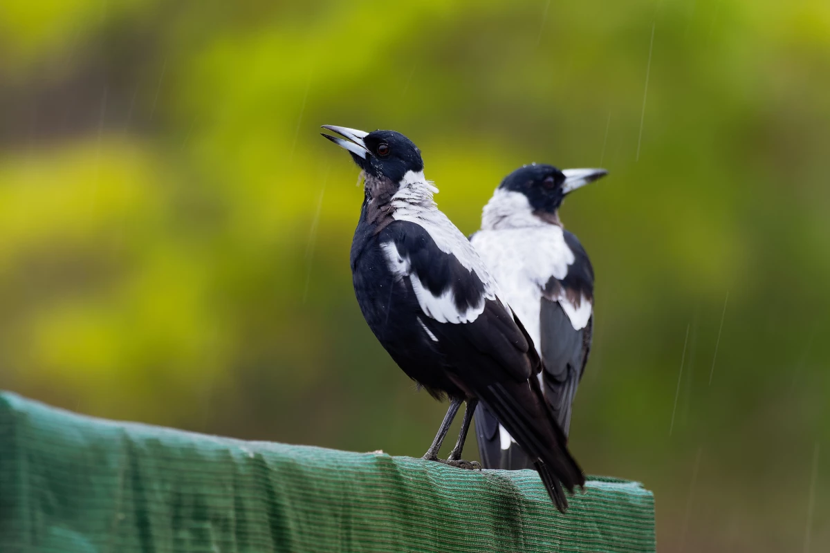Scientists have discovered the first evidence of altruistic behavior in Australian magpies